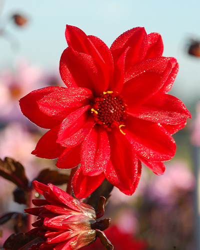 DÁLIA (GEORGÍNA) BISHOP OF LLANDAFF 10 ks